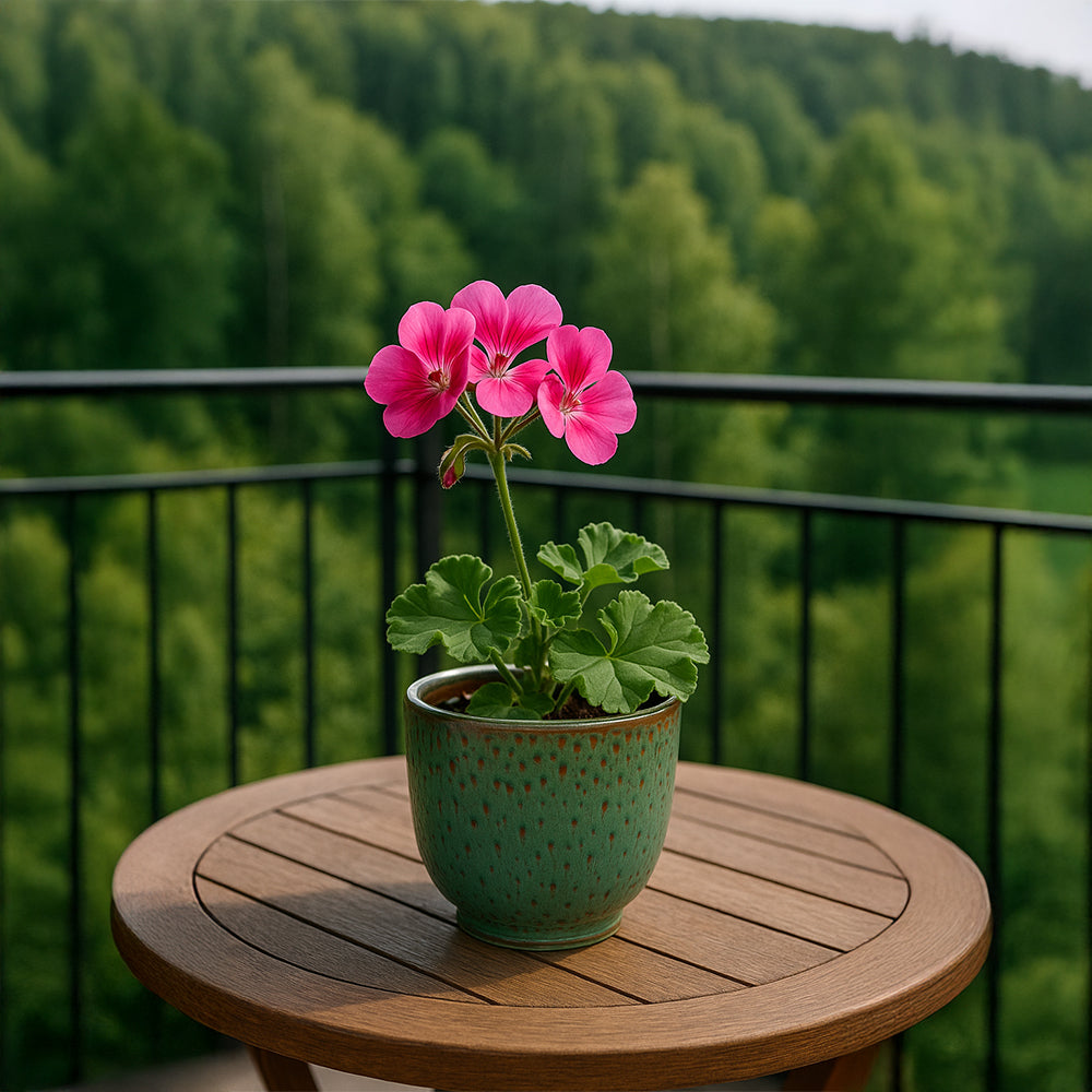 Maceta de cerámica con musgo de lava