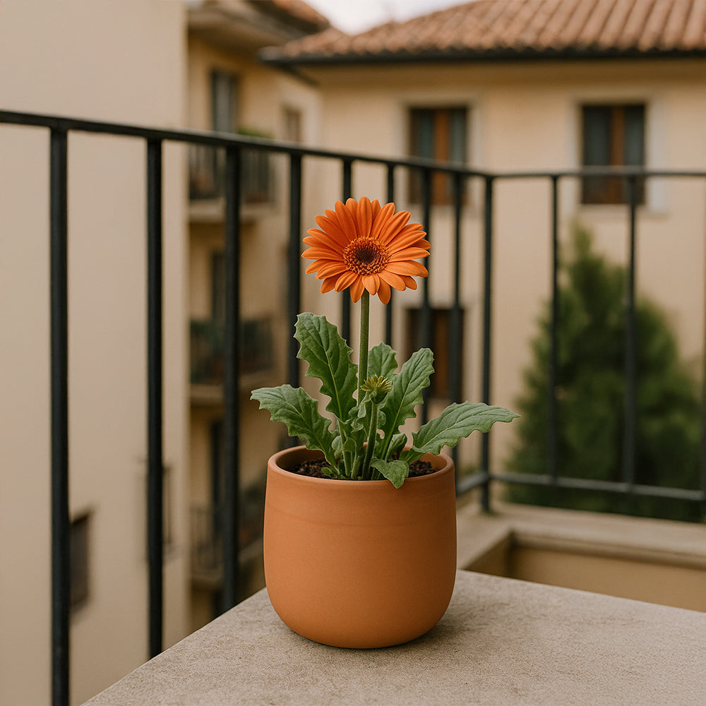 Maceta redonda de terracota natural