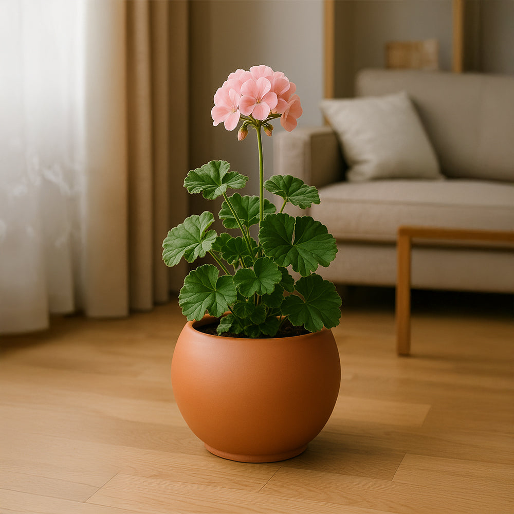 Maceta de terracota de vientre redondo