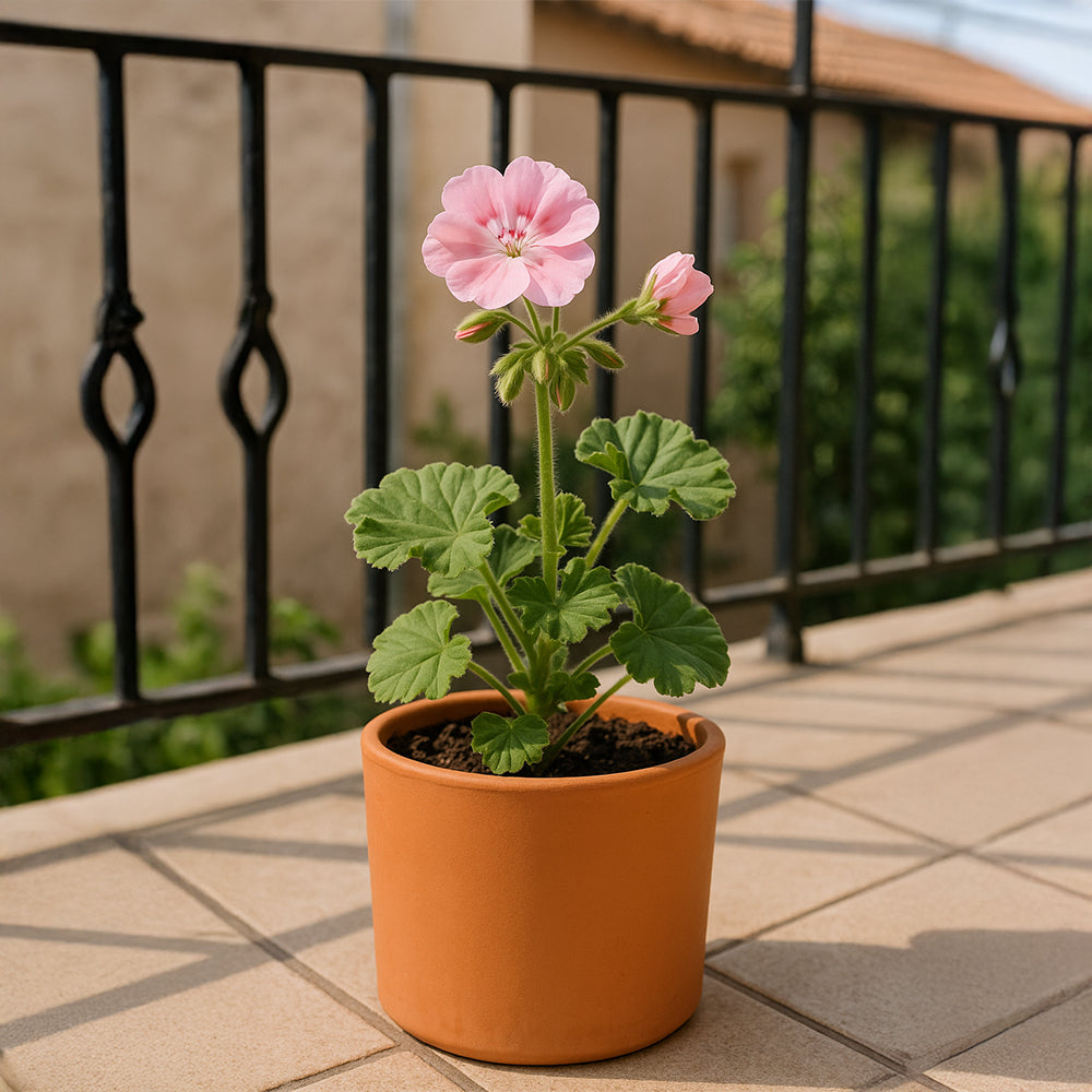 Gerader zylindrischer Terrakotta-Blumentopf