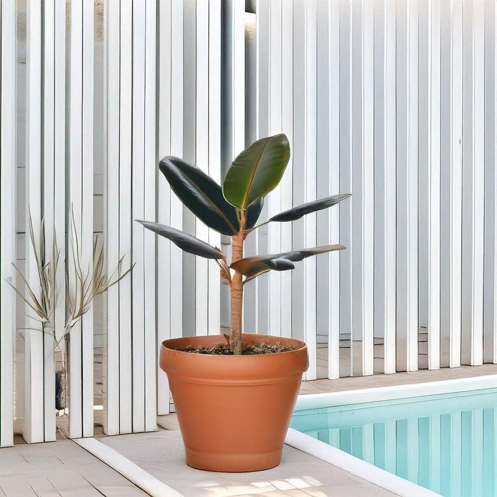 Breitrandiger Terrakotta-Blumentopf